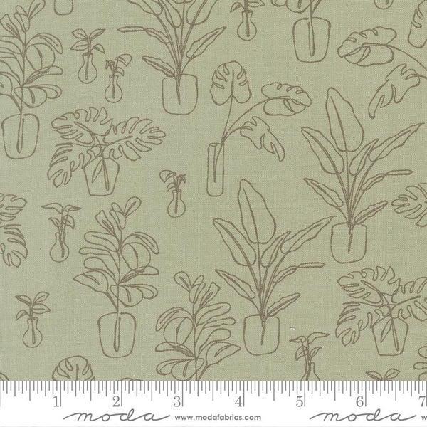 Potted Indoor Jungle Sage 6182